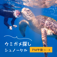 ウミガメに会える